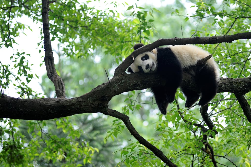 La "declaration de kunming" sur la biodiversite a ete adoptee