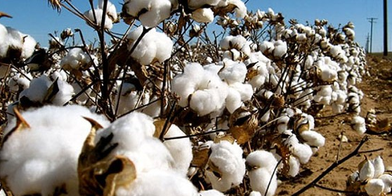 coton