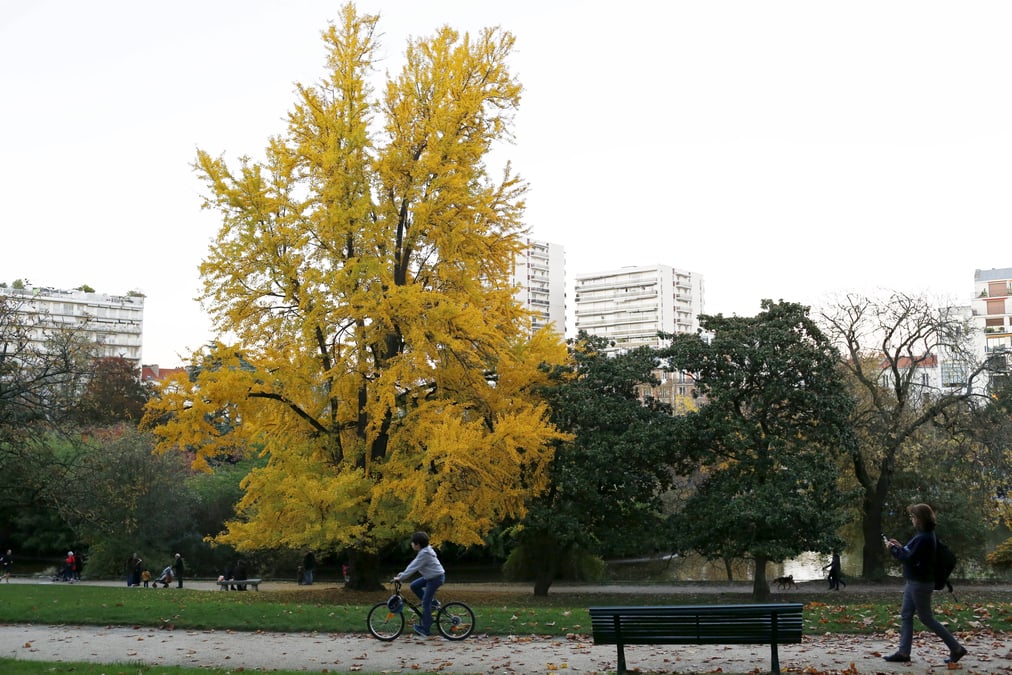 Anne hidalgo veut planter 170.000 arbres a paris