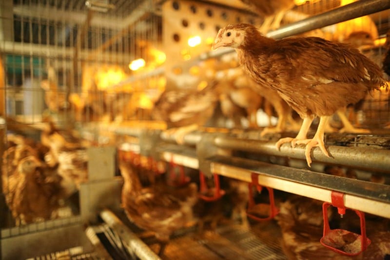 L'arabie saoudite suspend l'importation de volailles francaises