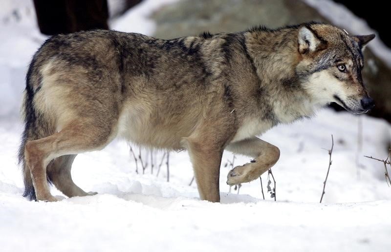 Le conseil d'etat valide l'abattage des loups