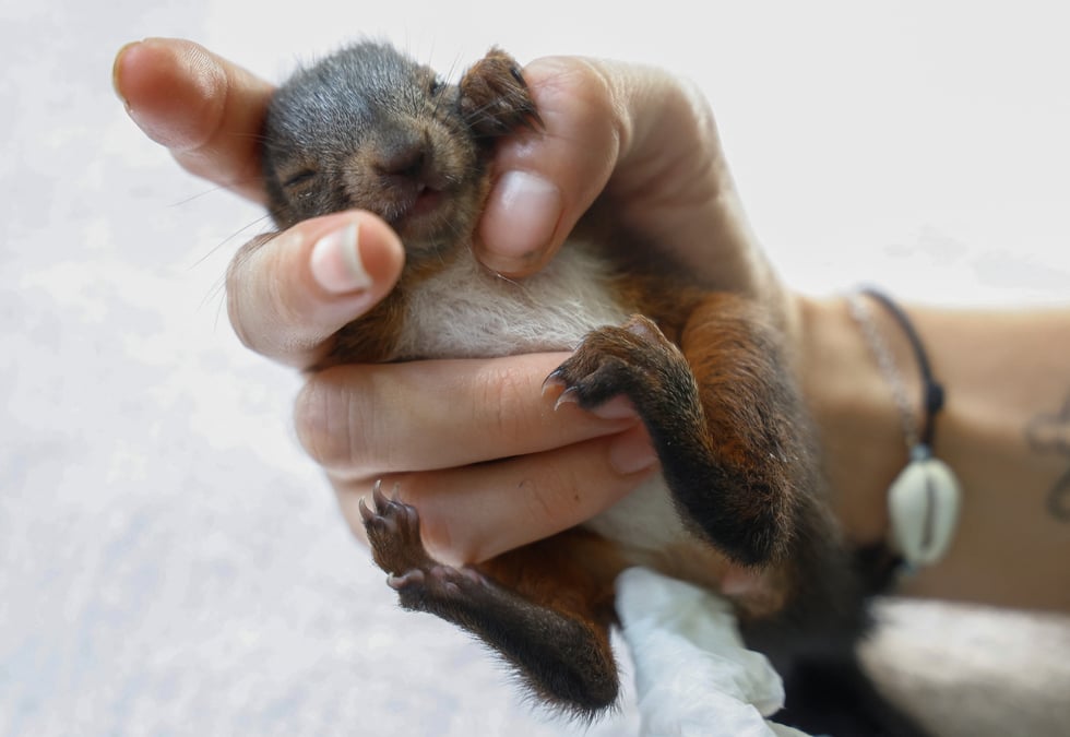 France: un refuge sauve des animaux assoiffes par la vague de chaleur