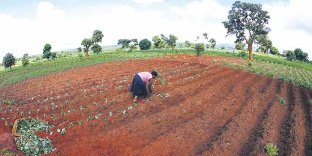 Terres arables agriculture malawi