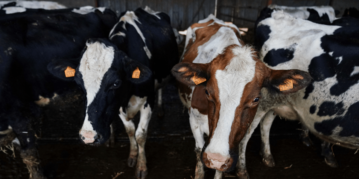 Vaches