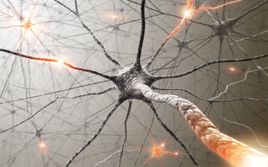 neurones