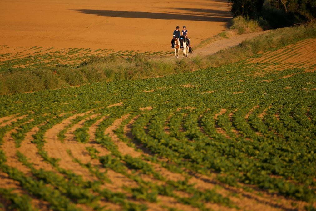 Paris envisage une levee de l'interdiction de pesticides pour la filiere sucre-betterave