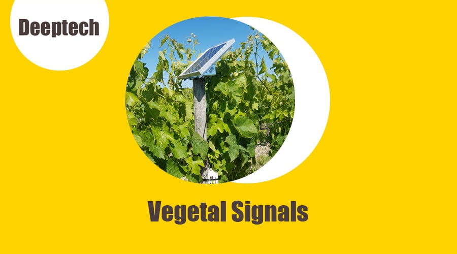 Vegetal Signals : quand la deeptech met les neurosciences au service de l'agriculture