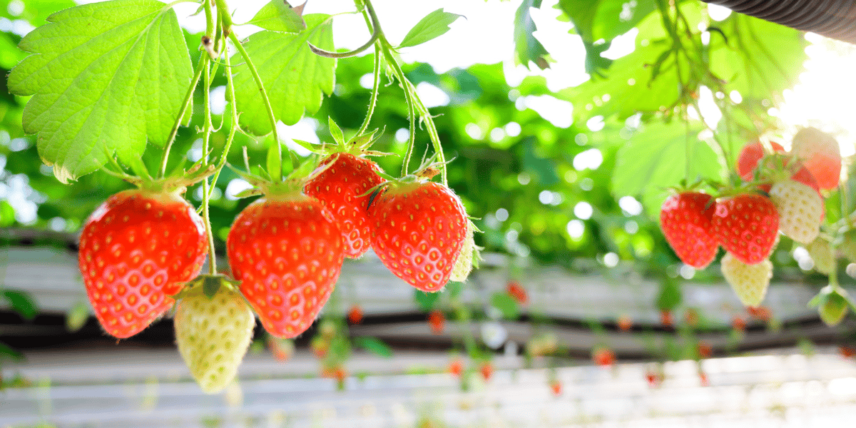 Fraise label rouge