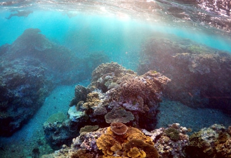 Le refuge en eaux profondes, un espoir pour la survie du corail