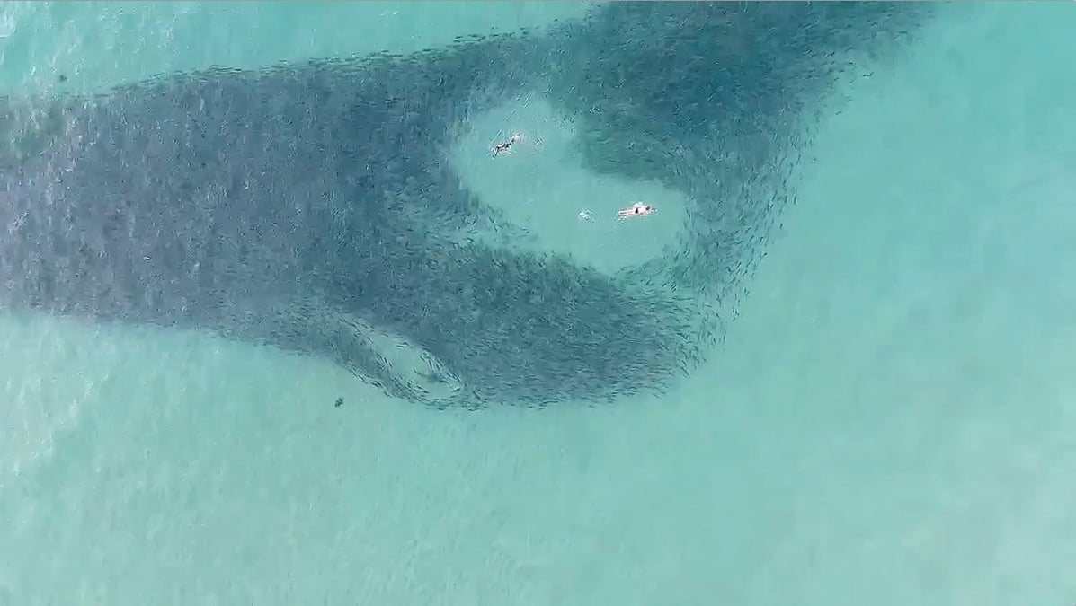 Australie: un homme dans un etat critique apres une attaque de requin