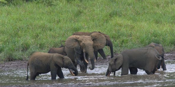 elephants gabon