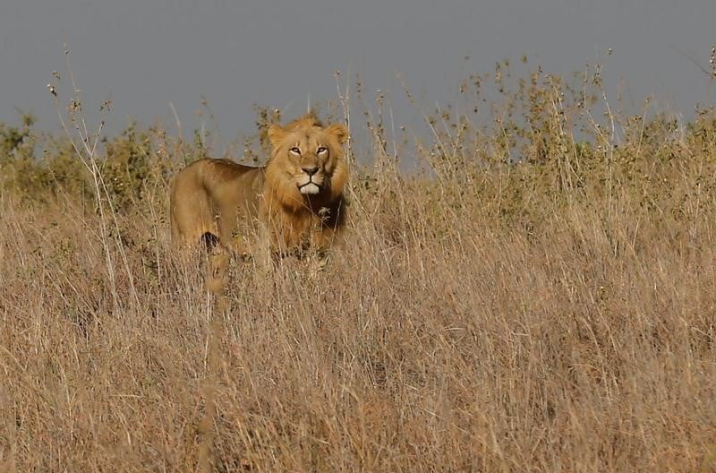 Cinq lions s'echappent du parc kruger en afrique du sud