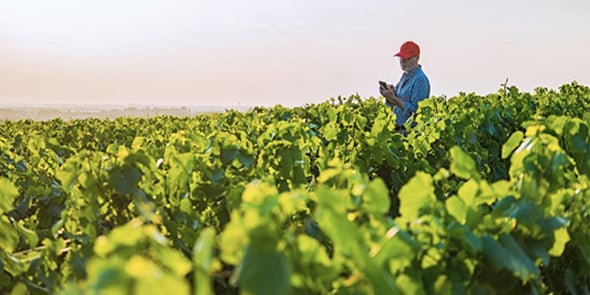 ITK lance un service d'alertes agro-climatologiques pour l'agriculture
