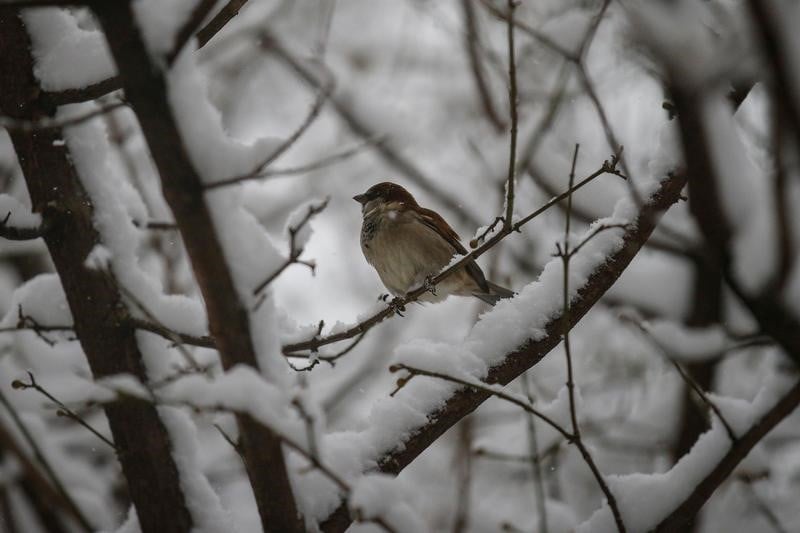 Les oiseaux disparaissent dans les campagnes francaises