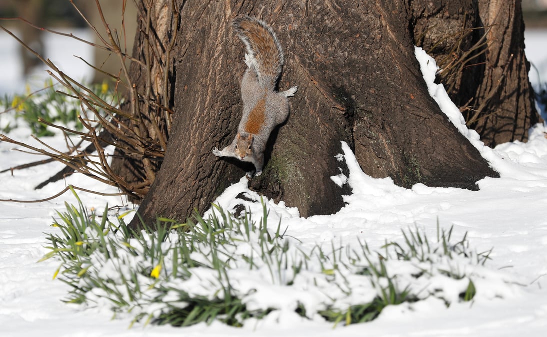 Une bonne partie des iles britanniques sous la neige