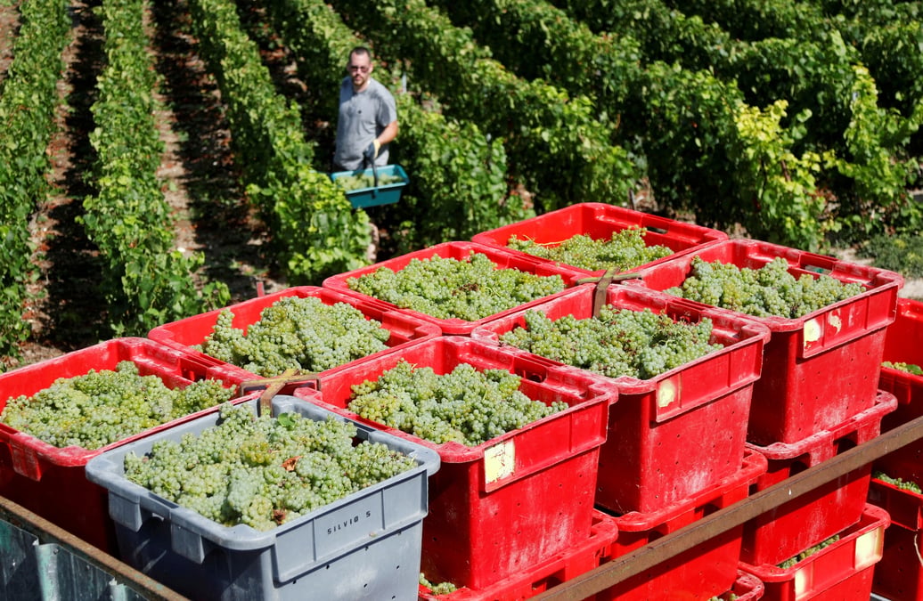 Vendanges en champagne (france)
