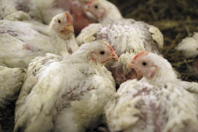 Nouveaux cas de grippe aviaire dans des elevages de dordogne et des landes