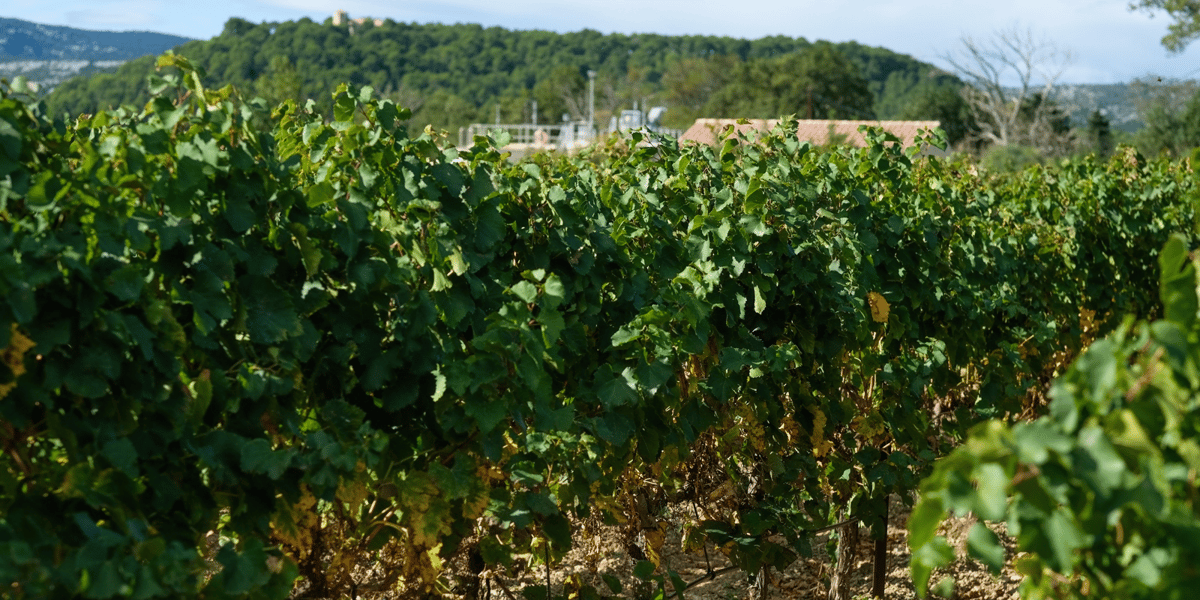reuse : irrigation des vignes dans l'Aude