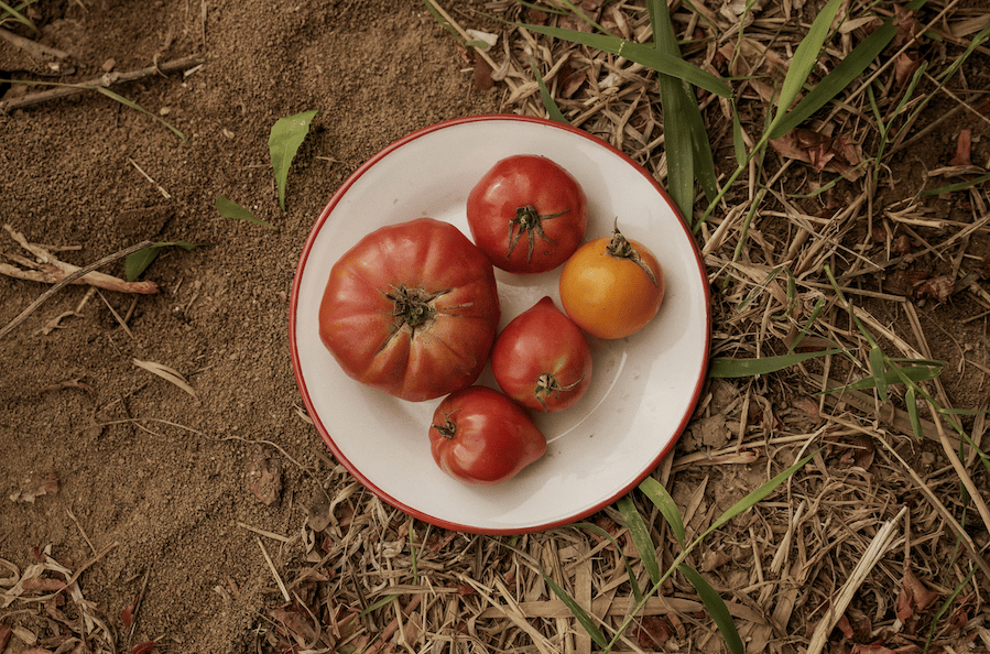 Tomates Provence