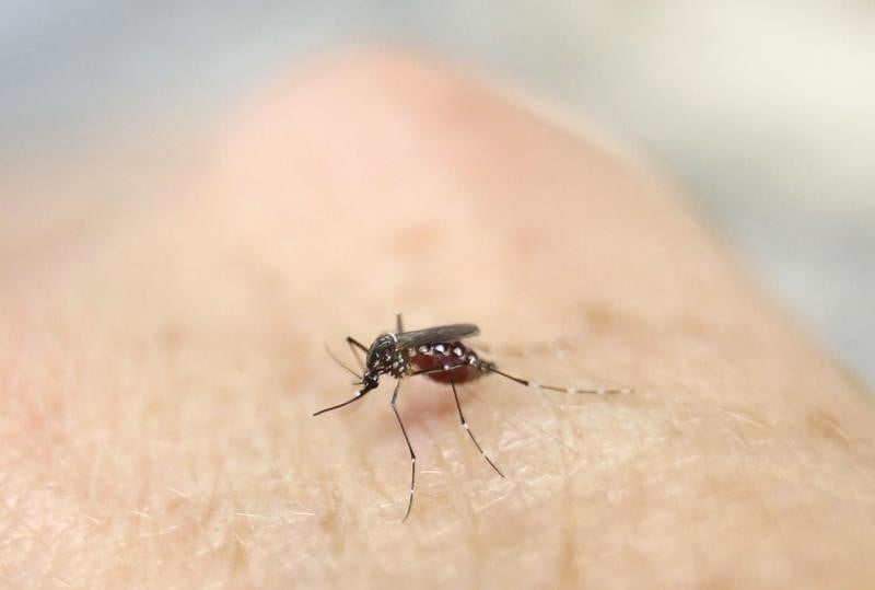 Espoir d'un vaccin contre le virus zika d'ici la fin de l'annee