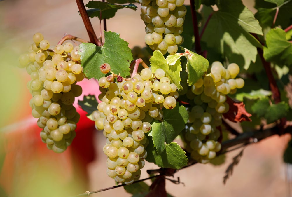 La production de vin en france rebondit apres une mauvaise annee 2019