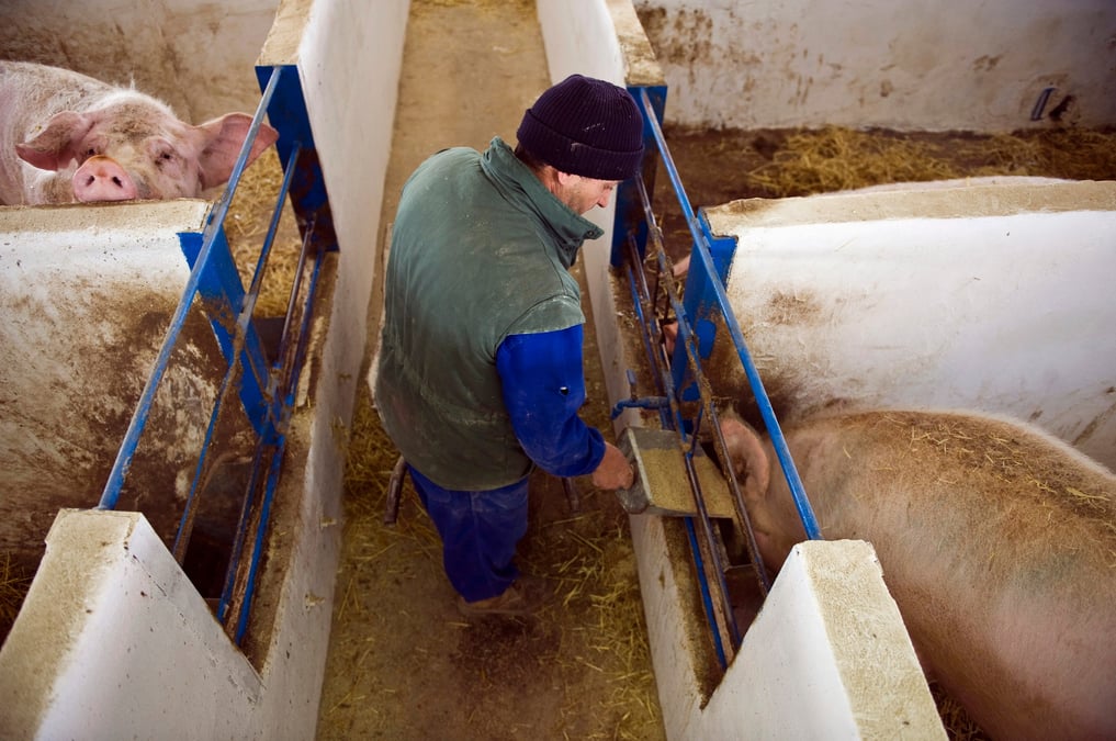 Photo d'archives: un cochon est nourri dans son enclos dans une ferme a burgos