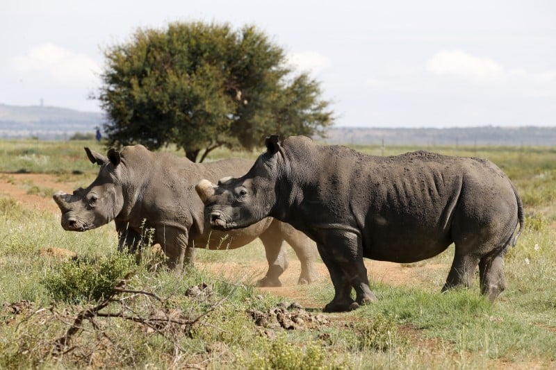 Le braconnage des rhinoceros a diminue en afrique du sud en 2016