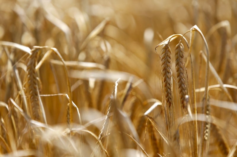 Allemagne: la secheresse va reduire de 20% la recolte de cereales