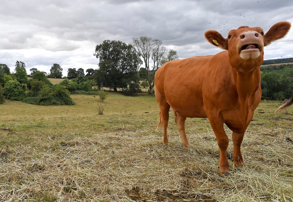 Les importations de viande bovine dans l'UE augmenteront dans les deux scénarios (30 % et 64 %, respectivement), selon l'étude d'impact.