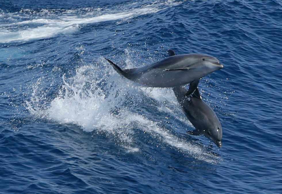 La france veut sauver ses dauphins