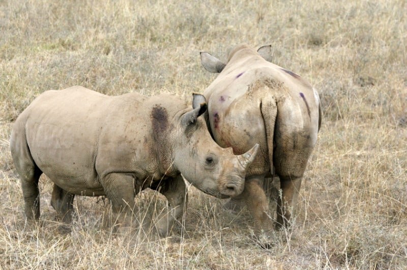 Sigfox connecte les rhinoceros d’afrique pour mieux les proteger