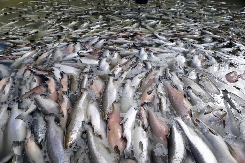 Saumon, poisson, algue toxique, Norvège,