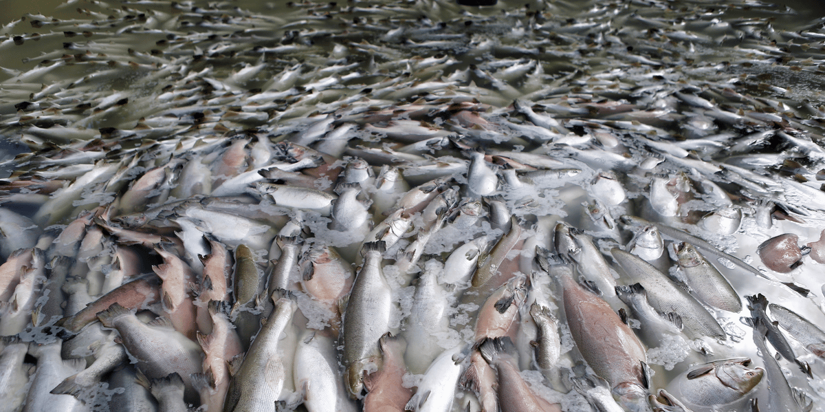 Saumon, poisson, algue toxique, Norvège,