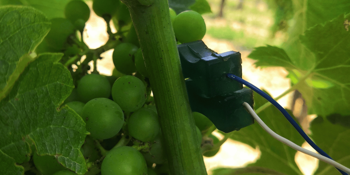 Cette année, 250 parcelles ont été équipées en capteurs ce qui permet aux vignerons de suivre l'état de la vigne en temps réel.