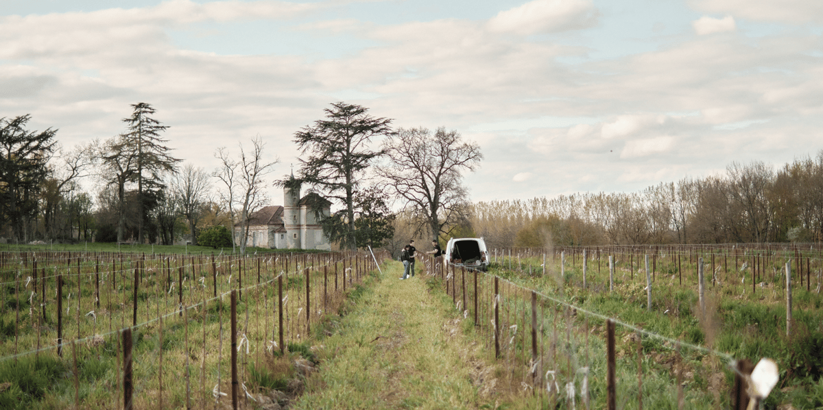 Vignerons de Buzet vigne New Age