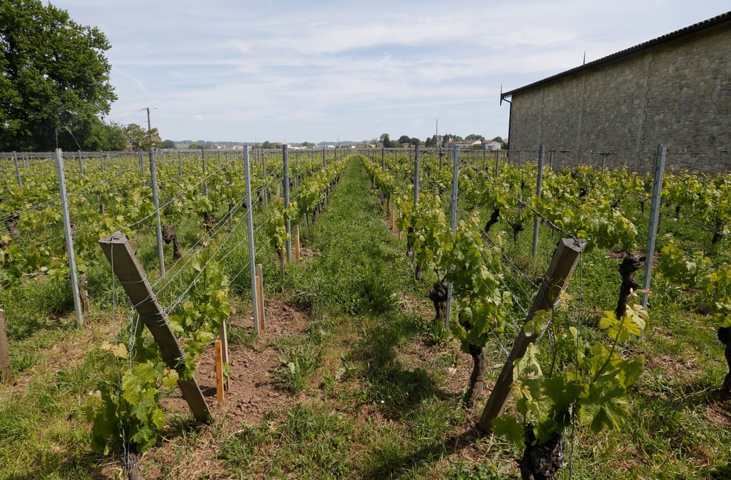 France: 30 millions d'euros supplementaires pour la filiere viticole