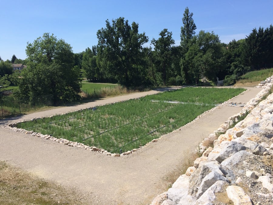 Après la plantation, les roseaux de la nouvelle station d'épuration naturelle de Bohal en Morbihan vont pousser pour assainir les eaux usées de la commune.