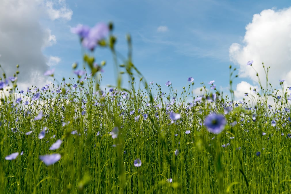 200.000 hectares de lin ont été plantés en Europe en 2024 dont plus des trois quarts en France. Un record.