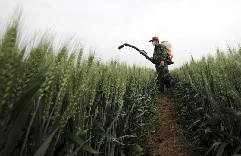 La pollution des terres agricoles s'aggrave en chine