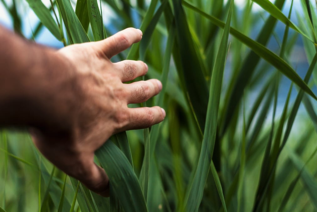 Agriculture