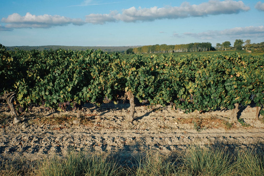 Les vignes de Gruissan irriguées grâce à la réutilisation des eaux usées de Narbonne Plage.