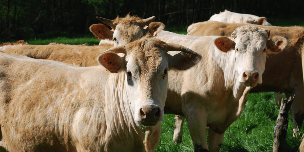 Blonde d'Aquitaine