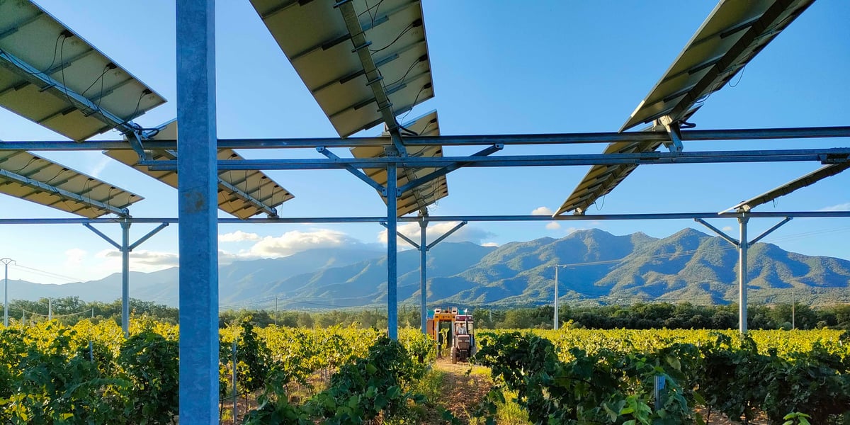 Une installation agrivoltaïque sur des parcelles de vignes dans les Pyrénées-Orientales.