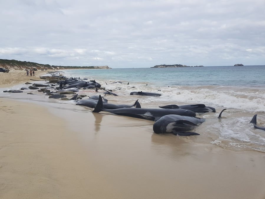 Pres de 150 cetaces meurent echoues sur les cotes australiennes