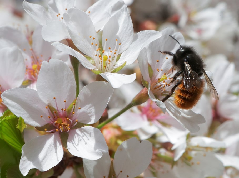 L'ue interdit trois pesticides dangereux pour les abeilles