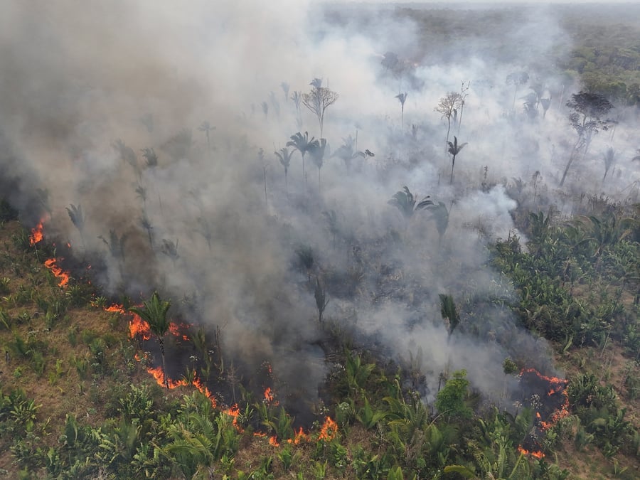 Des incendies de foret en amazonie, au bresil