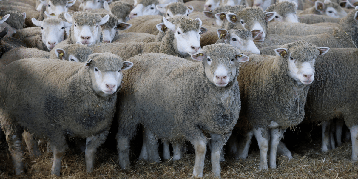 Un troupeau de moutons