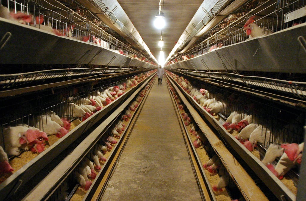 Risque eleve de grippe aviaire dans 45 departements