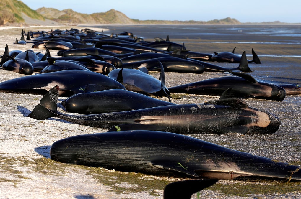 Photo d'archives de baleines-pilotes echouees a golden bay, en nouvelle-zelande
