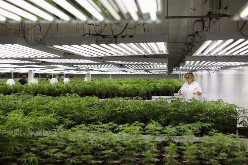 Le bundestag autorise l'usage therapeutique du cannabis